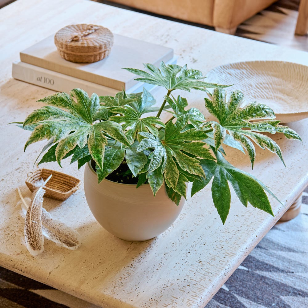 Japanese Aralia 'Spider's Web'