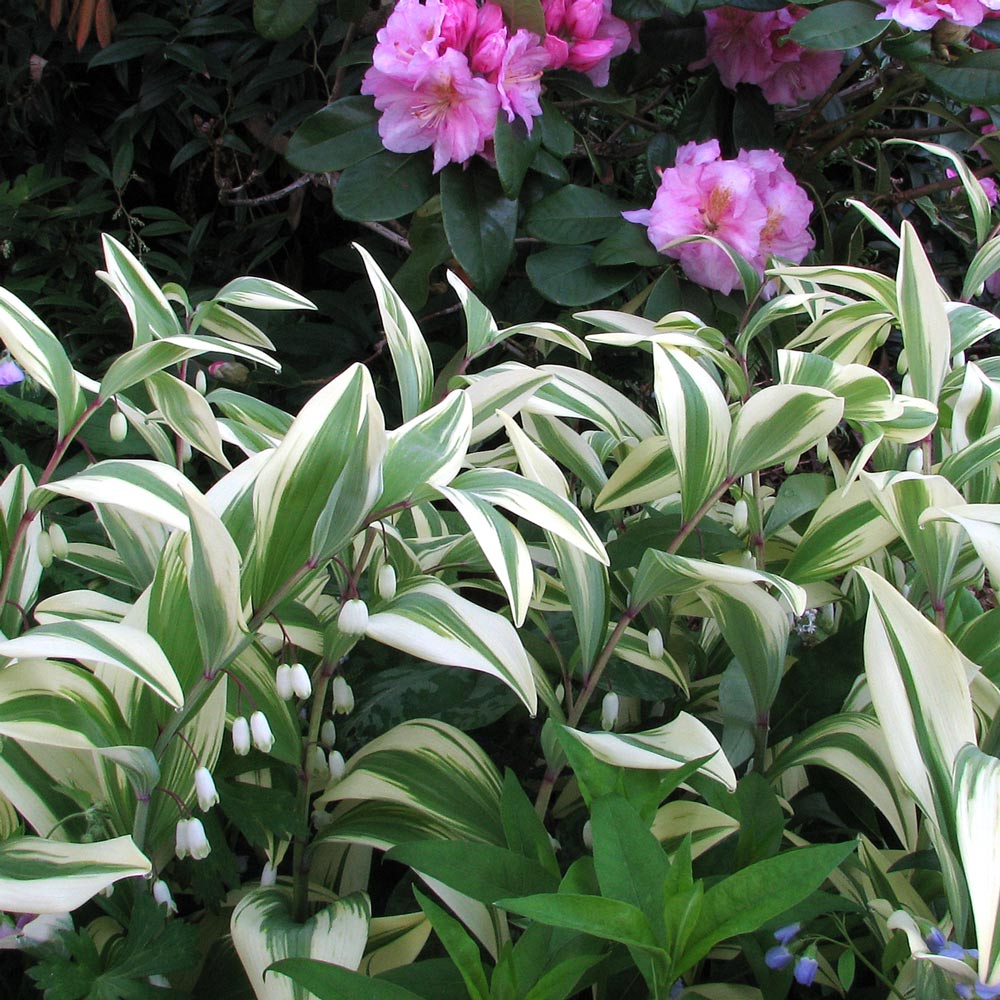 Polygonatum odoratum 'Variegatum'