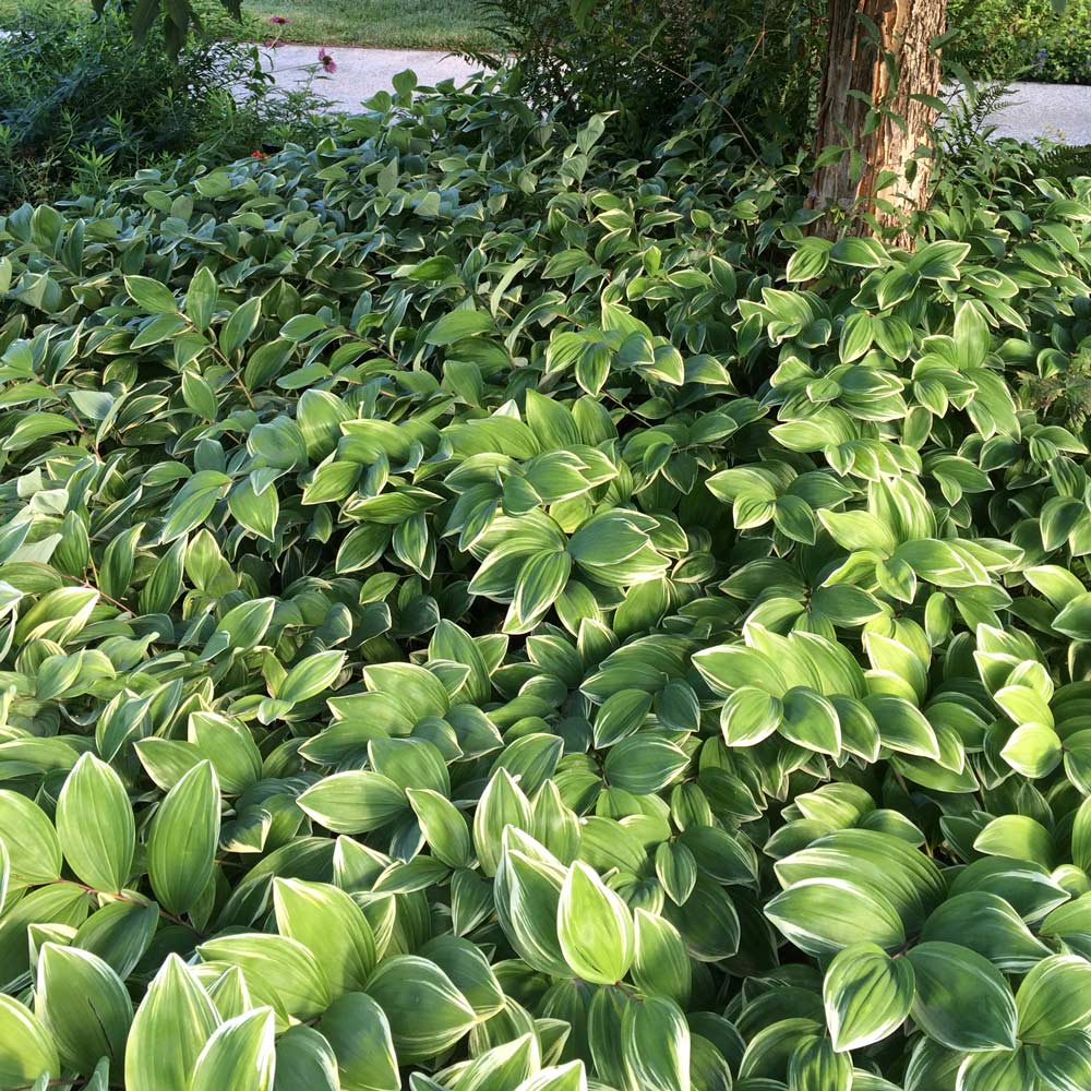 Polygonatum odoratum 'Variegatum'