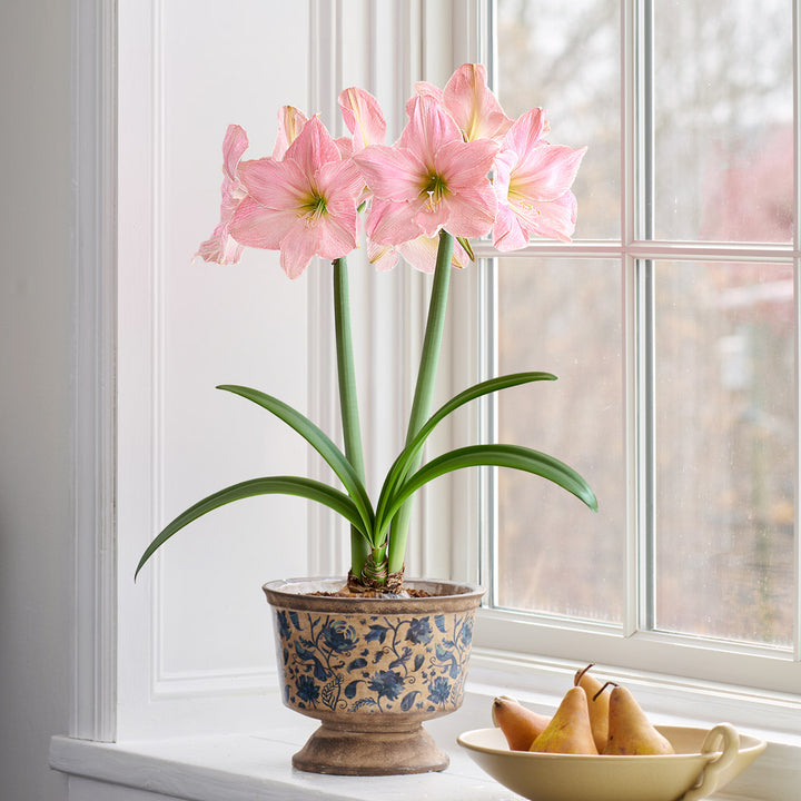 Amaryllis 'Sweet Star,' one bulb with Delft Blue Floral Pedestal Cachepot Kit