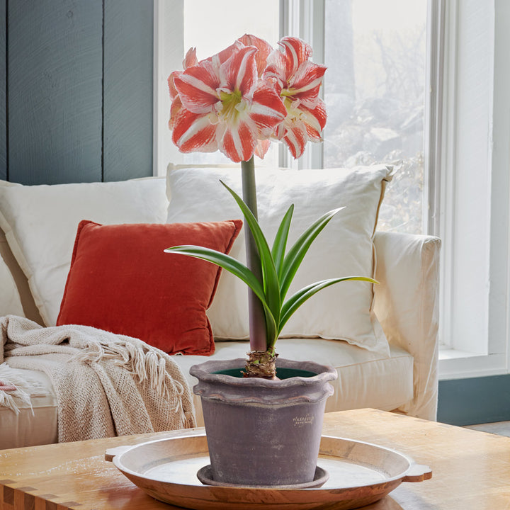 Amaryllis 'Clown,' one bulb in Double Piecrust Pot