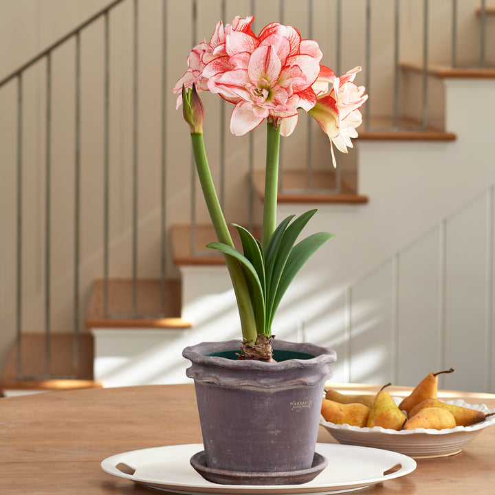 Amaryllis 'Striped Amadeus,' one bulb in Double Piecrust Pot