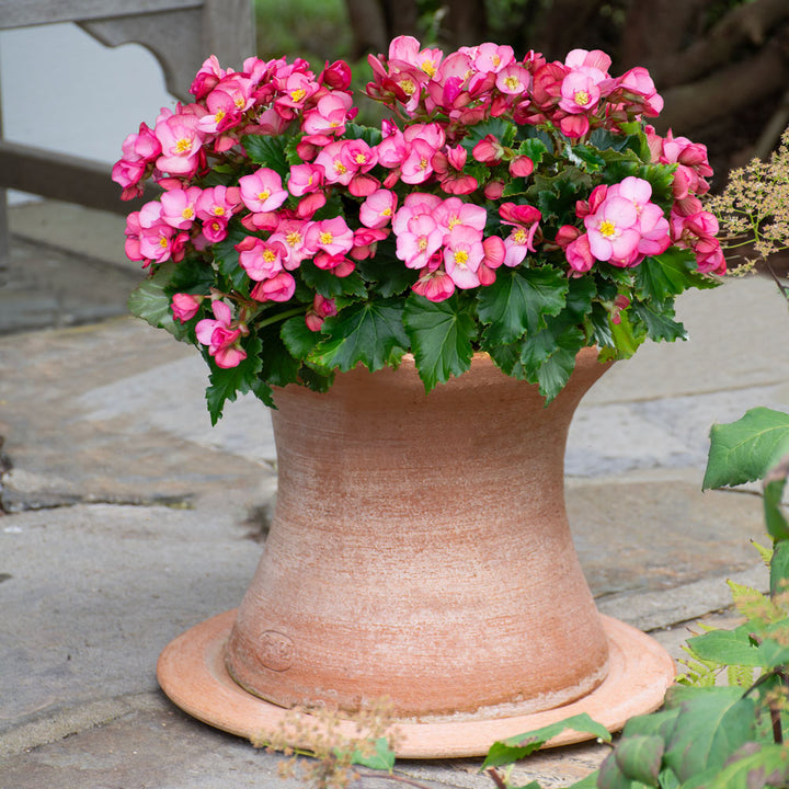 Bergs Celeste Pedestal Planter