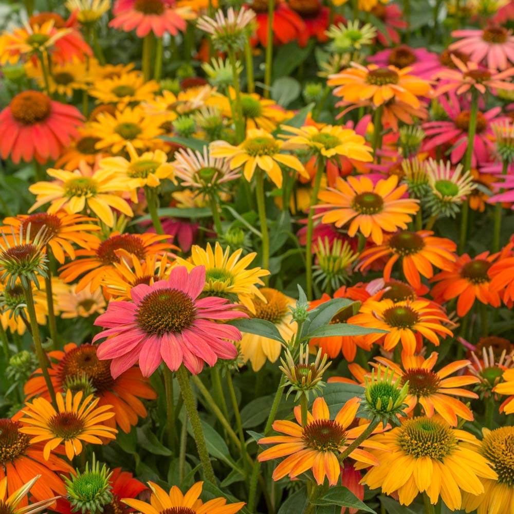 Echinacea 'Cheyenne Spirit'