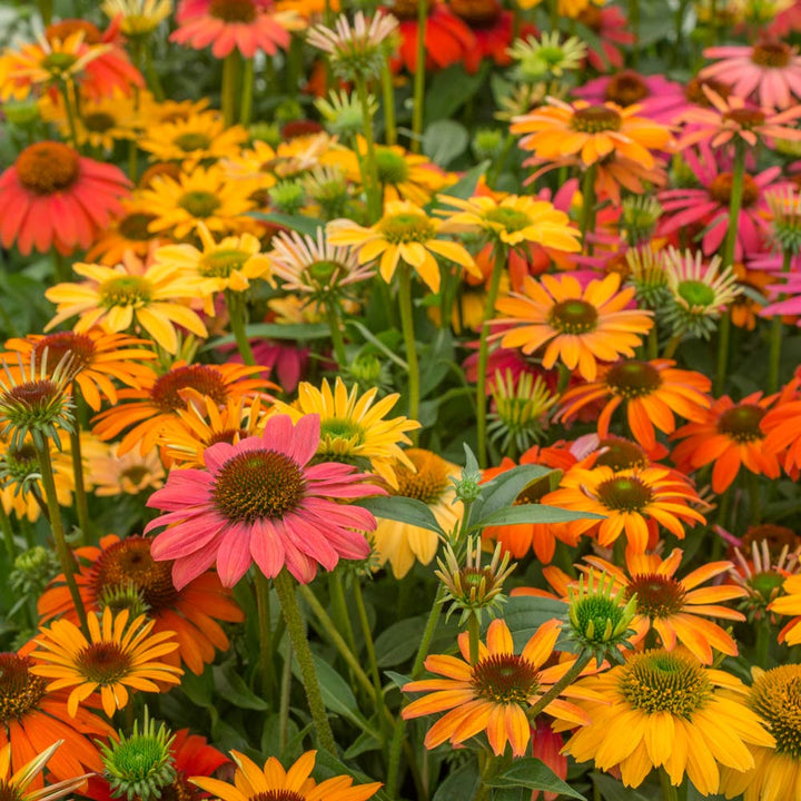 Echinacea 'Cheyenne Spirit'
