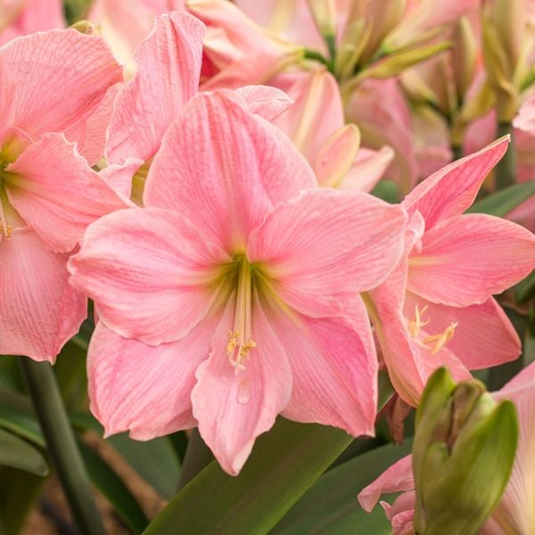 Amaryllis 'Sweet Star,' one bulb in nursery pot