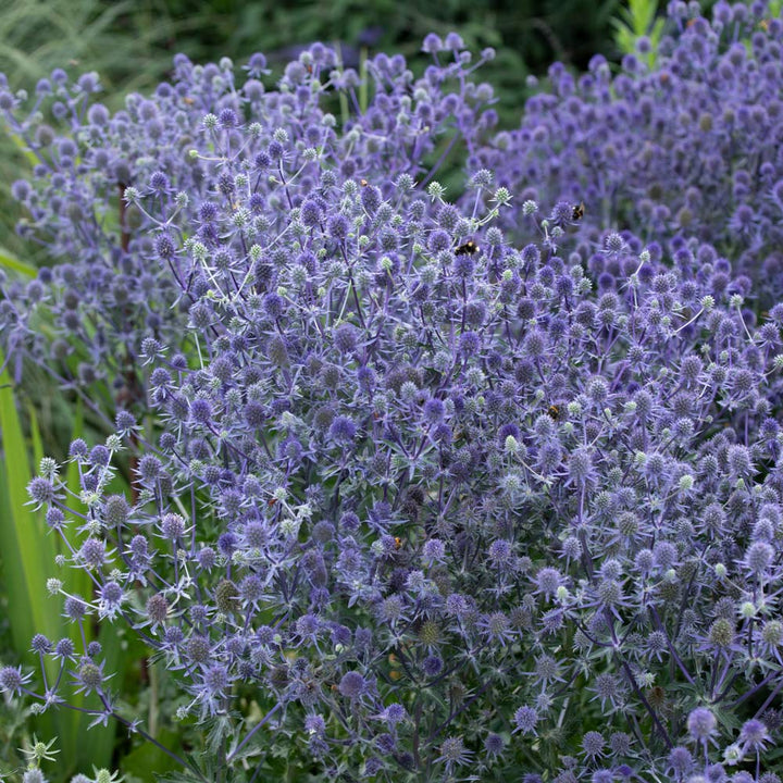 Eryngium planum 'Blue Glitter'