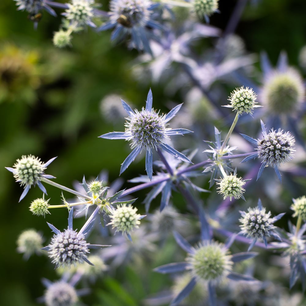 Eryngium planum 'Blue Glitter'