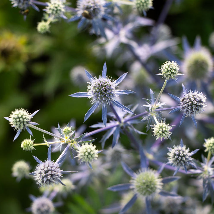 Eryngium planum 'Blue Glitter'