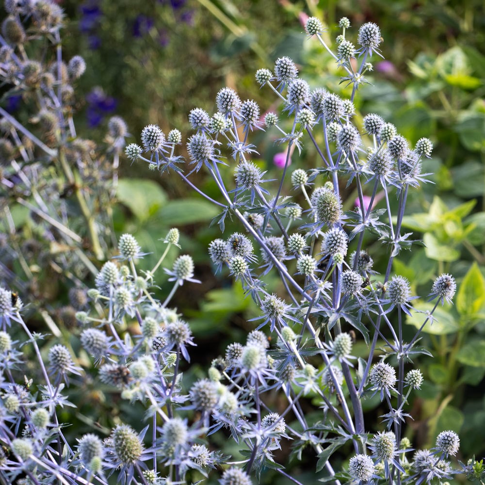 Eryngium planum 'Blue Glitter'