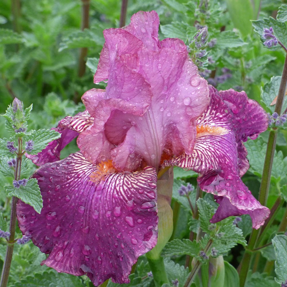 Iris germanica 'Autumn Rose'