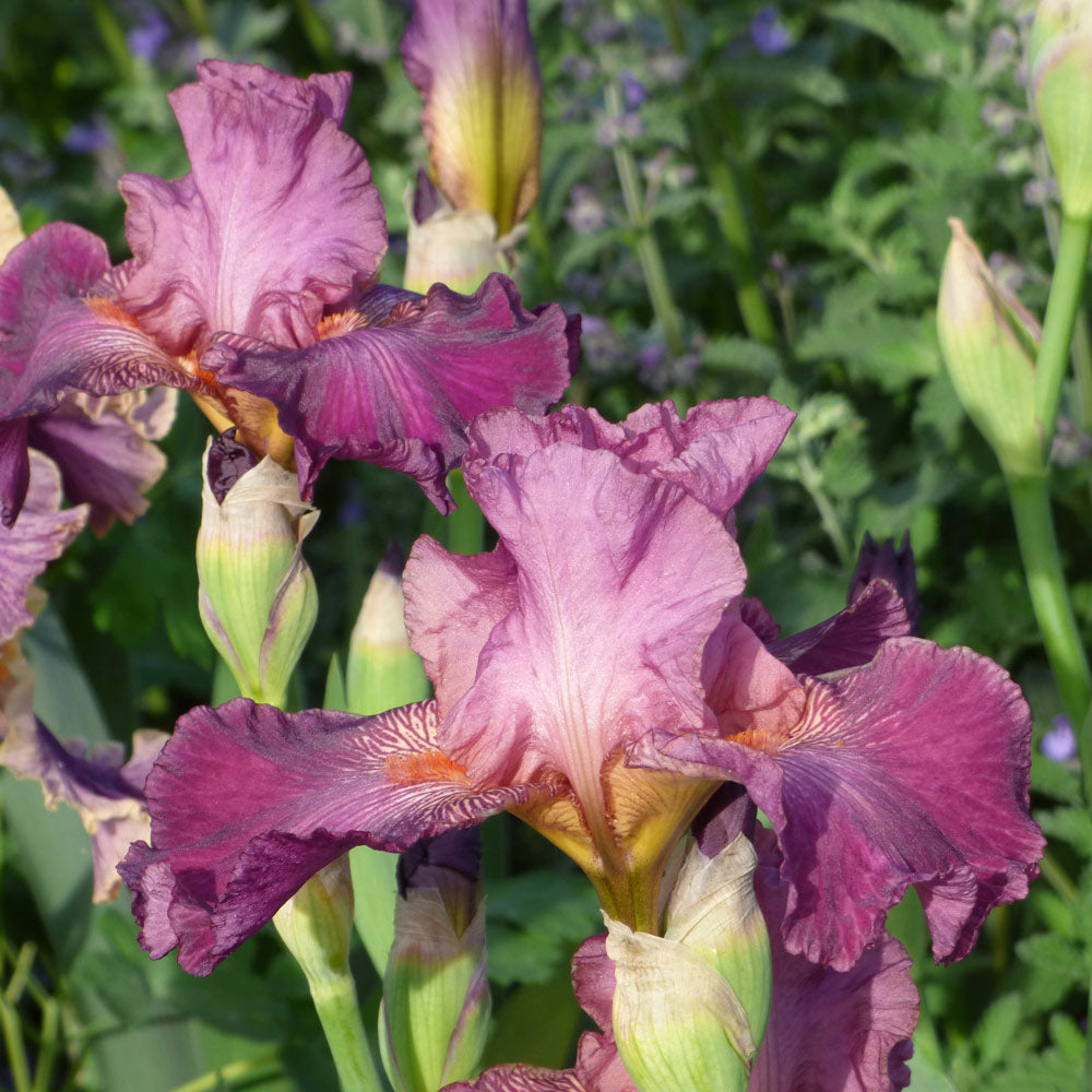 Iris germanica 'Autumn Rose'