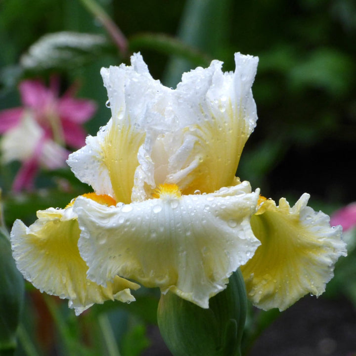 Pastel Beauties Bearded Iris Trio