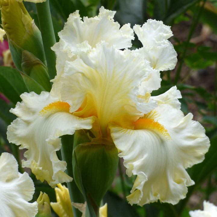 Iris germanica 'Cloud Dweller'