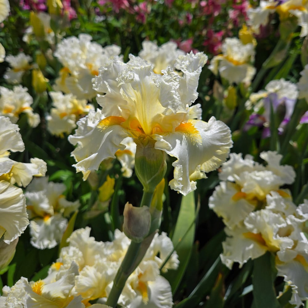 Iris germanica 'Cloud Dweller'