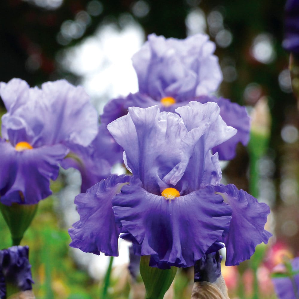 Iris germanica 'Cubs Win It'