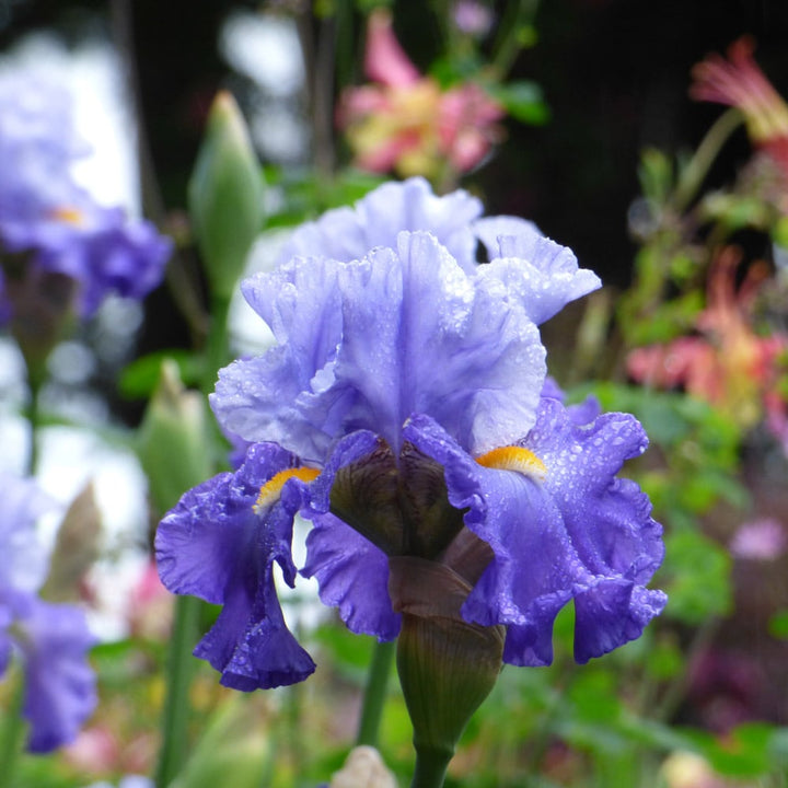 Iris germanica 'Cubs Win It'