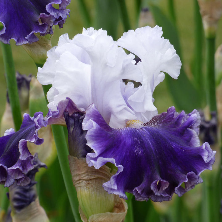 Iris germanica 'Feel the Thunder'