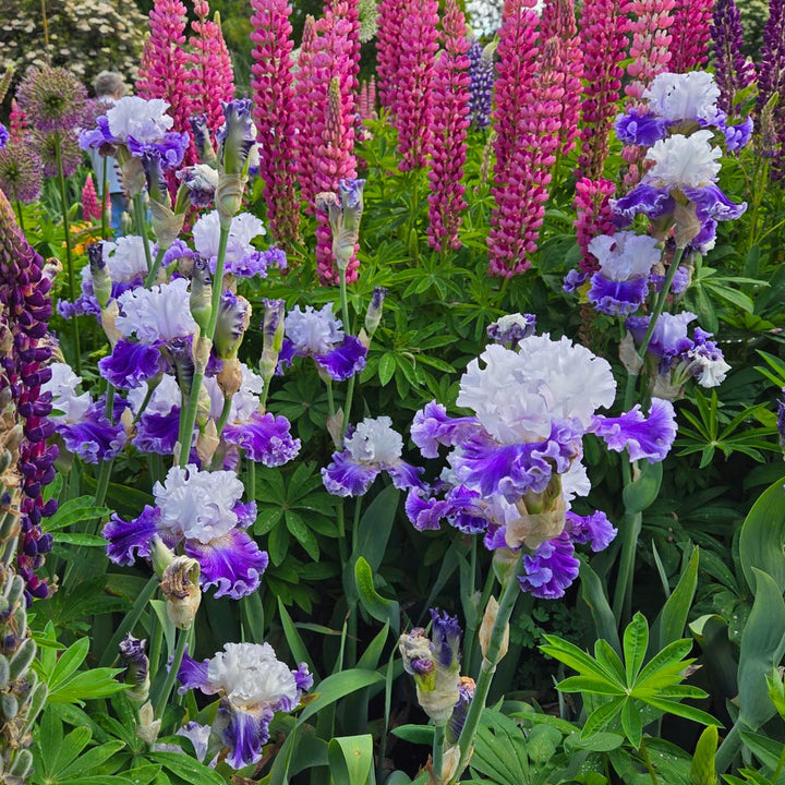 Iris germanica 'Feel the Thunder'
