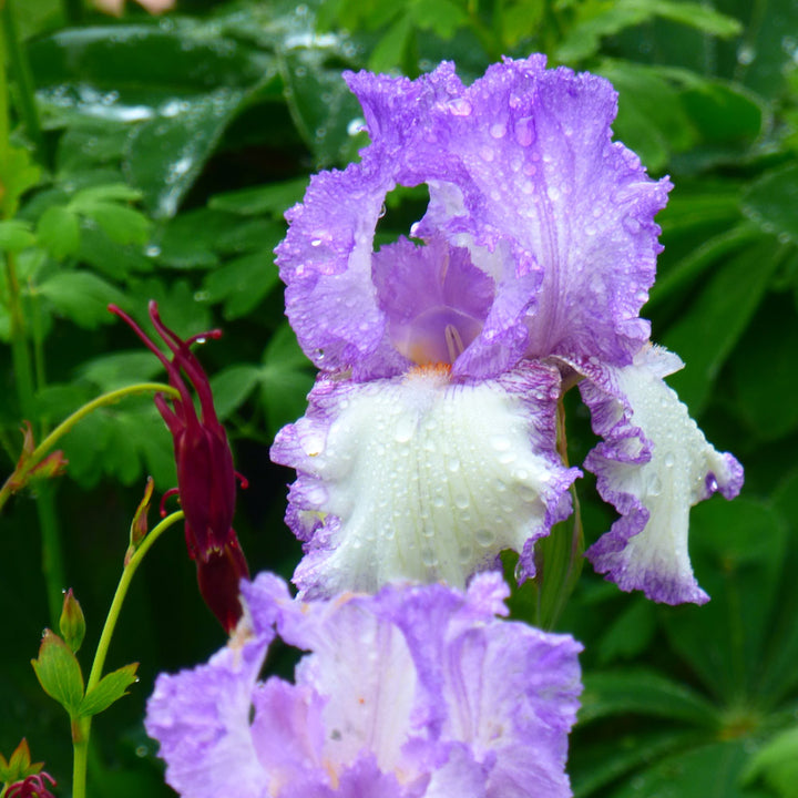 Iris germanica 'Girly Girl'