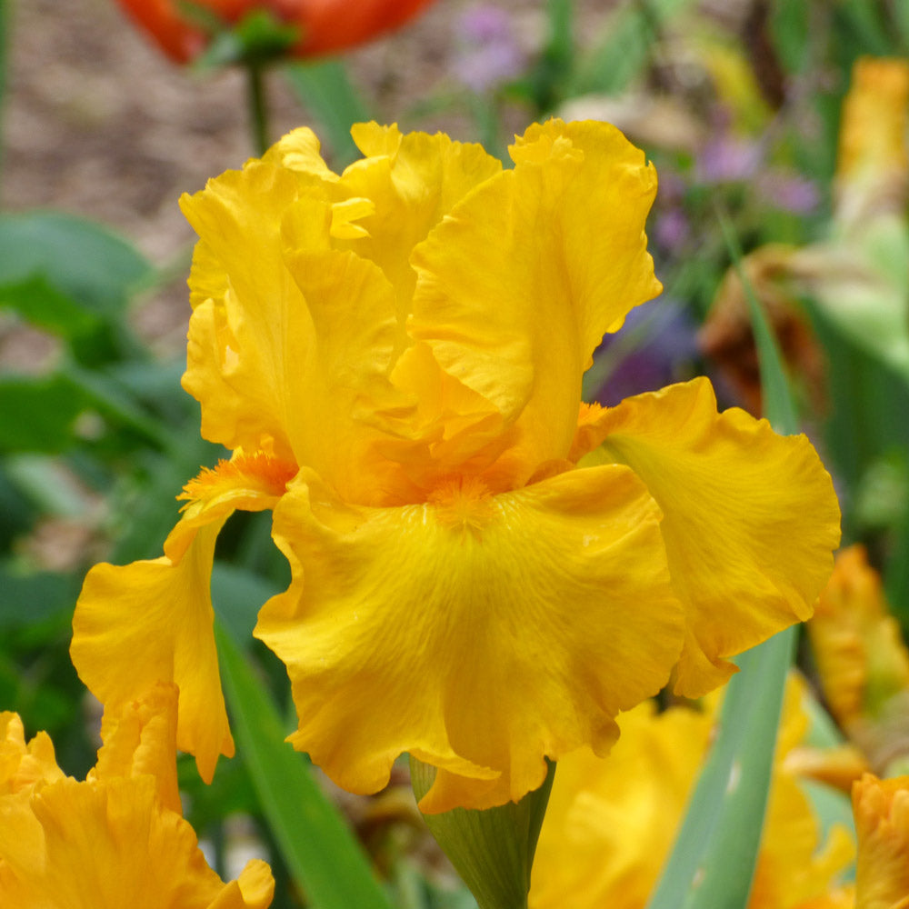 Iris germanica 'Here Comes The Sun'