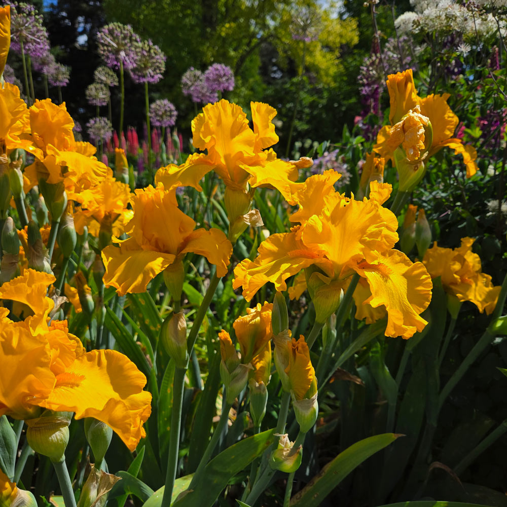 Iris germanica 'Here Comes The Sun'