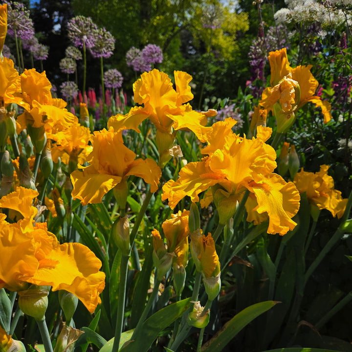Iris germanica 'Here Comes The Sun'