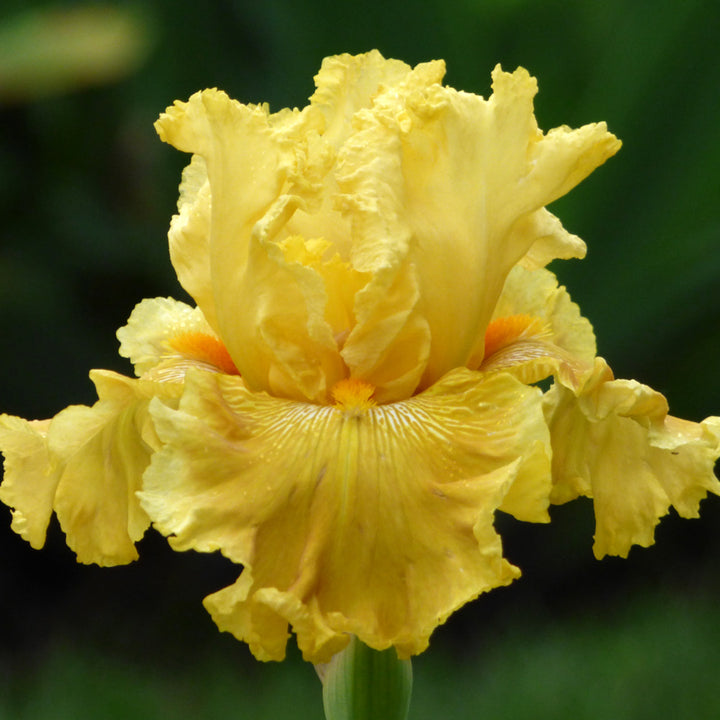 Iris germanica 'Oregon Firestorm'