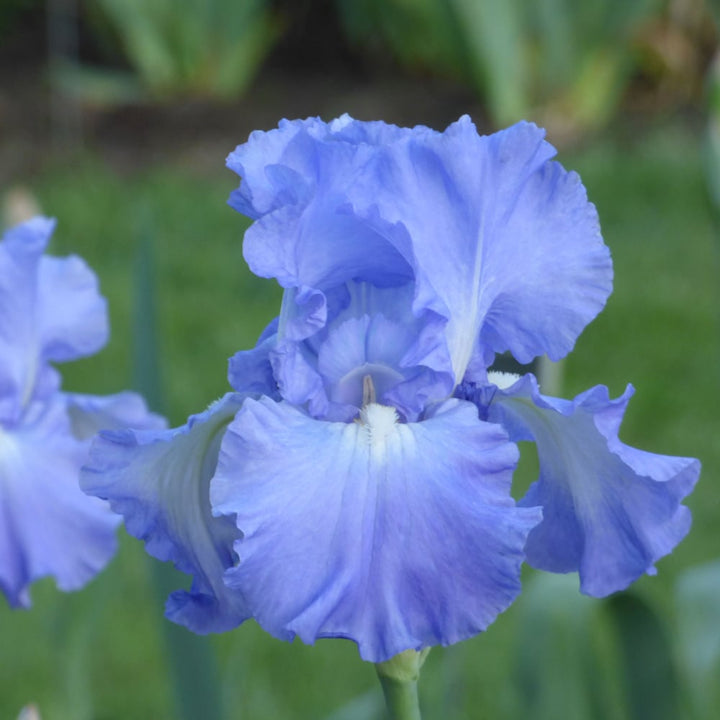 Iris germanica 'Victoria Falls'