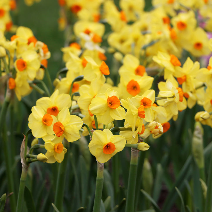 Narcissus 'Castanets'