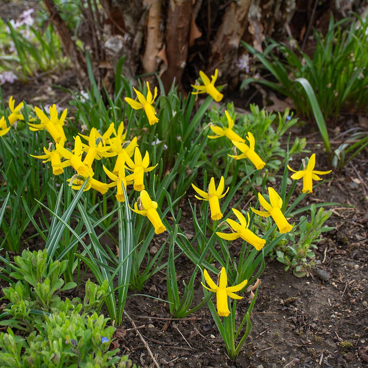 Narcissus 'Englander'