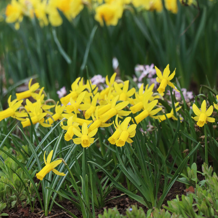 Narcissus 'Englander'
