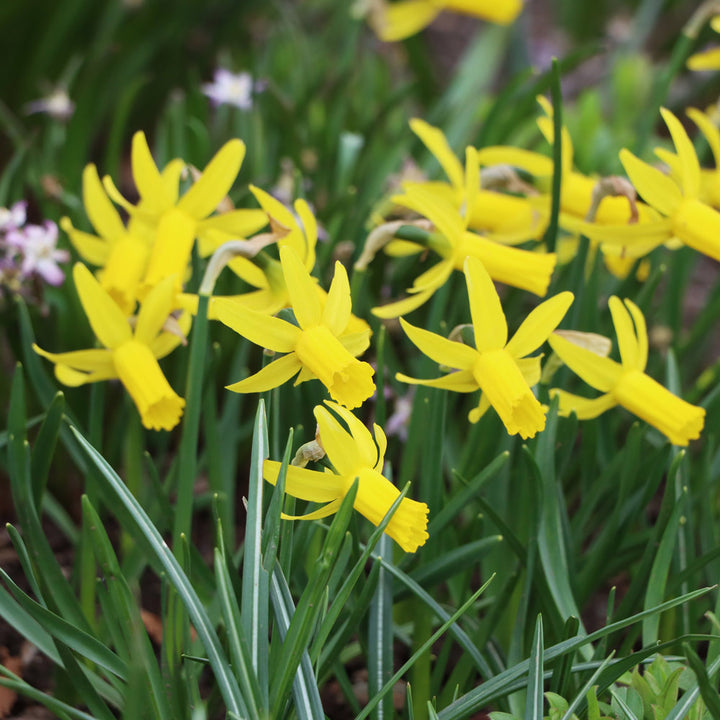 Narcissus 'Englander'