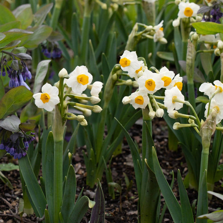 Narcissus 'Gloriosus'