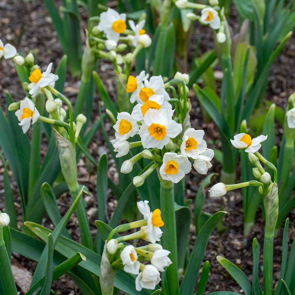 Narcissus 'Gloriosus'