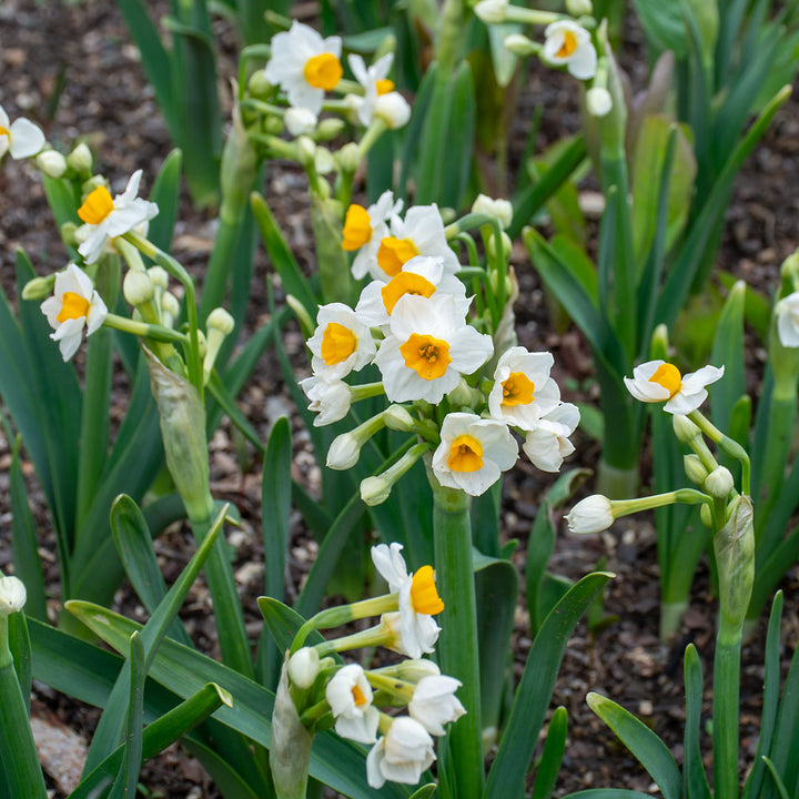 Narcissus 'Gloriosus'