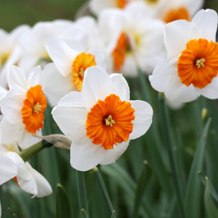 Narcissus 'Jacqueline'