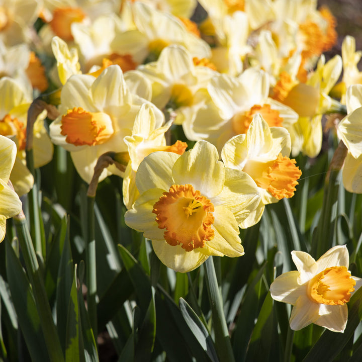 Narcissus 'Lincoln Eliot'