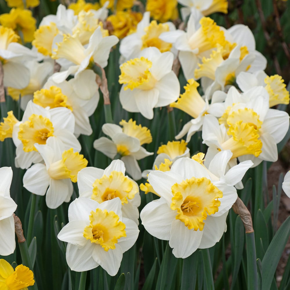 Large-Cupped Daffodil Naturalizing Mix