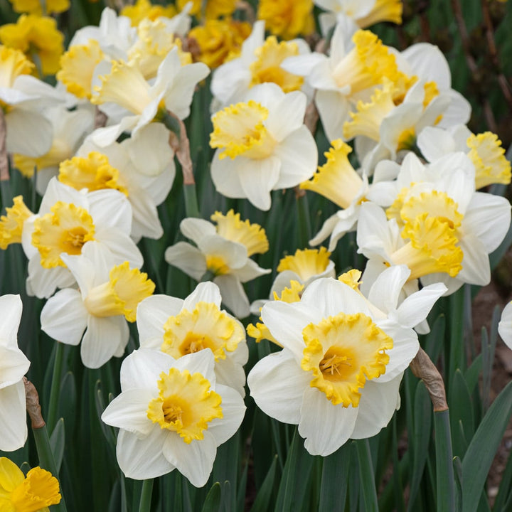 Large-Cupped Daffodil Naturalizing Mix