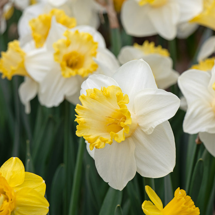 Narcissus 'My Dearest'
