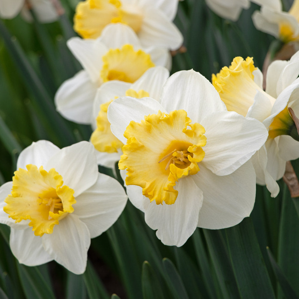 Narcissus 'My Dearest'