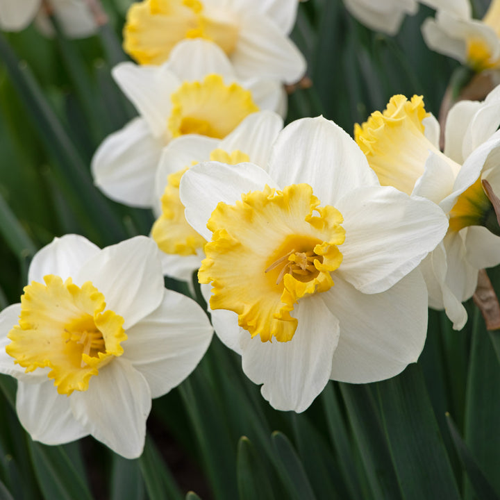Narcissus 'My Dearest'