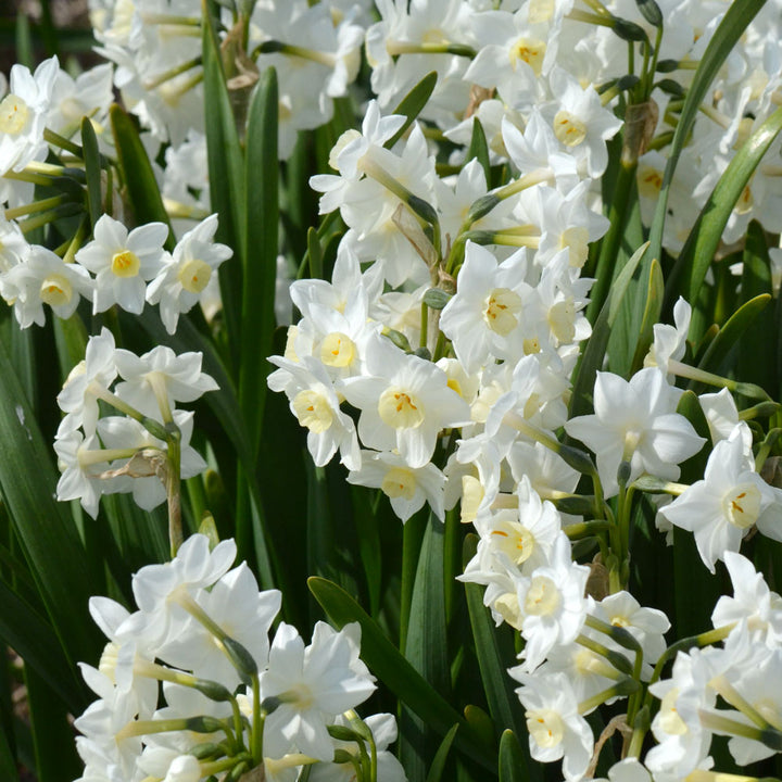 Narcissus 'Polly's Pearl'
