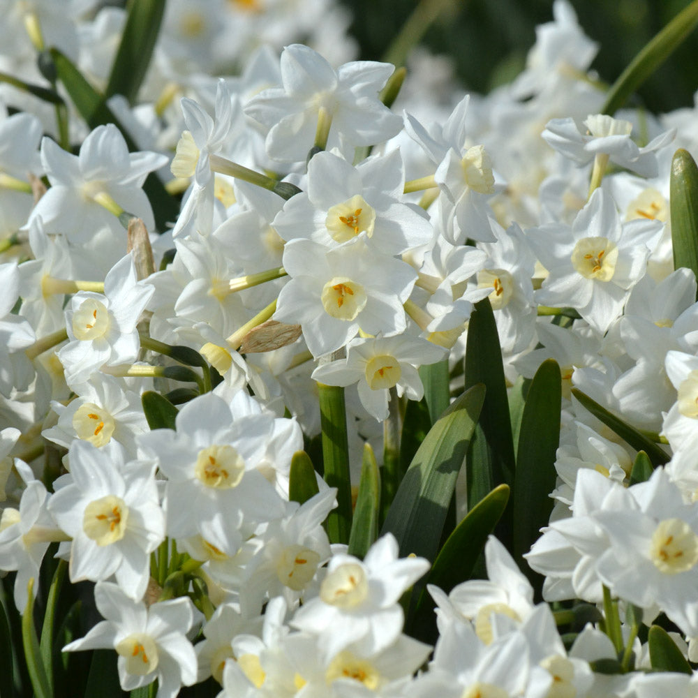 Narcissus 'Polly's Pearl'