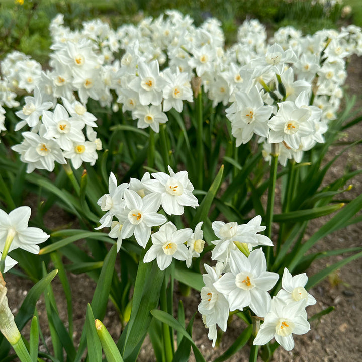 Narcissus 'Polly's Pearl'