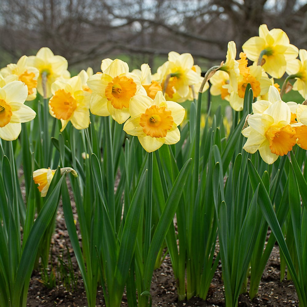 Large-Cupped Daffodil Naturalizing Mix