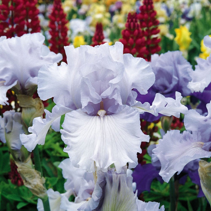 Iris germanica 'Silverado'