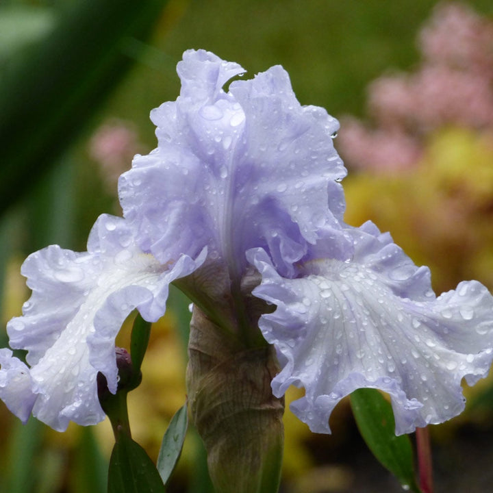 Iris germanica 'Silverado'