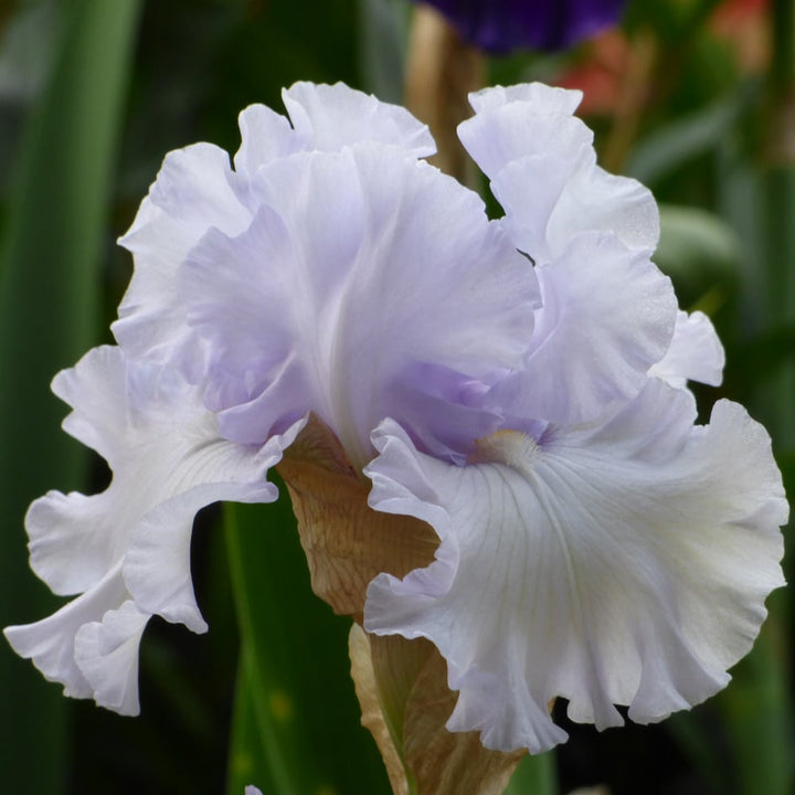 Iris germanica 'Silverado'